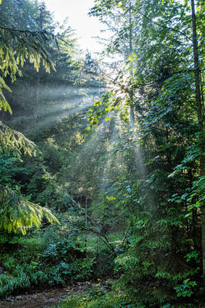 Sunny morning time in Janosik Holes, Little Fatra mountains, Slovak republic. Hiking theme. Seasonal natural scene.の写真素材