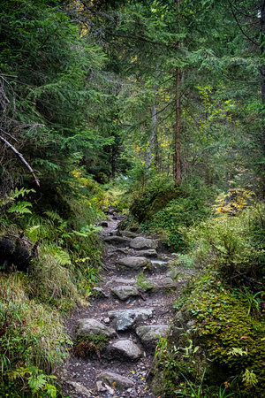Footpath in coniferous forest, Dill valley, High Tatras mountain, Slovak republic. Hiking theme....