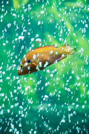 Tropical nature in Fata Morgana greenhouse, botanical garden, Prague, Czech Republic.の写真素材