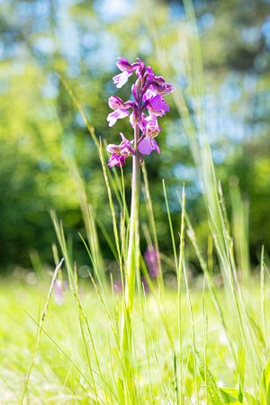Meadow flowers, Tesarske Mlynany arboretum, Slovak republic. Seasonal natural scene.の写真素材