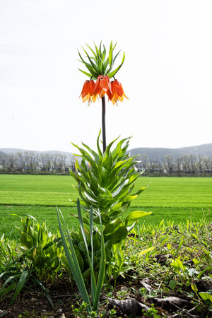 Crown imperial plant (Fritillaria imperialis), Slovak republic. Seasonal natural scene.の写真素材