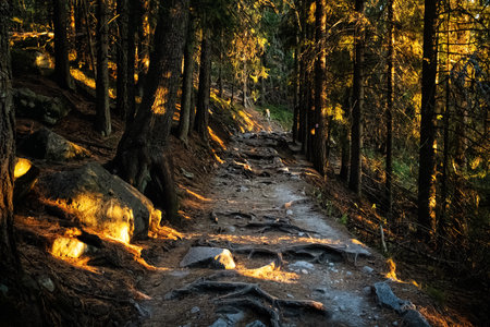 Sunrise scene in coniferous forest, Mengusovska valley, High Tatras mountains, Slovak republic. Hiking theme.の写真素材