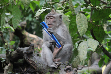 Monkey holding a blue brush