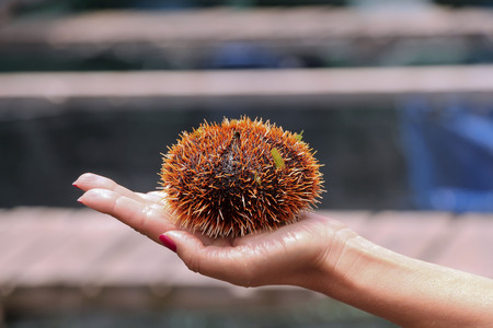 Sea urchin is on the girl palm.の写真素材