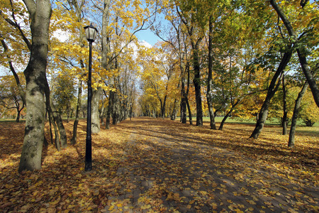 Autumn  yellow leaves on tree in city parkの写真素材