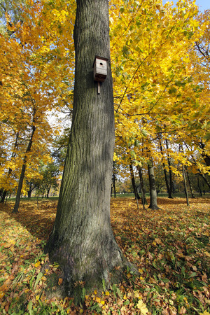birdhouse in a tree in autumn parkの写真素材