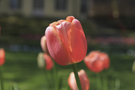 tender pink tulip sort in flowerbedの写真素材
