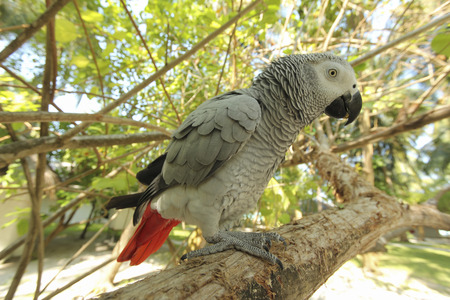 African grey parrot sitting on a tree branch in natureの写真素材