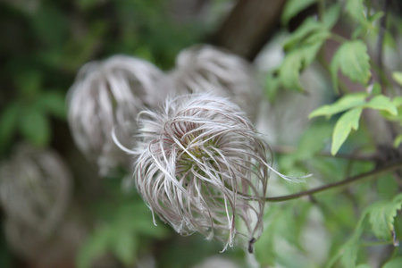 Fluffy bush flower in Prague