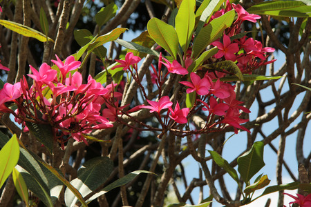 Red frangipani on a treeの写真素材