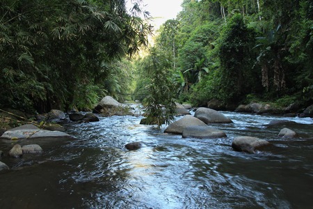 Mountain river Ayung among the jungle and bamboo thickets in Ubud, Bali island.の写真素材