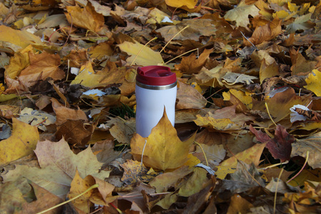 travel  mug  in yellow  leafsの写真素材