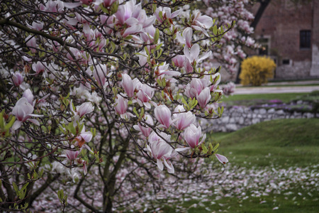 Magnolia flowers in thespring yard.の写真素材