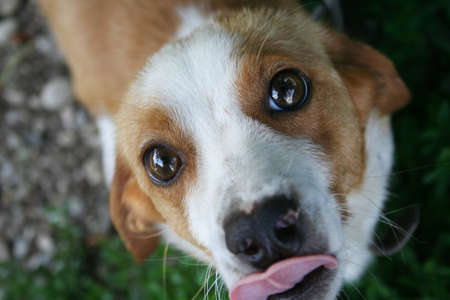 Puppy eyesの写真素材