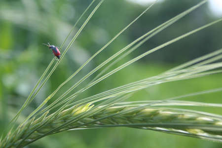 Rye beetleの写真素材