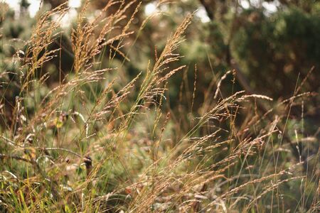wild summer grass in the sunlight, forest in the background, summer feeling, Irish floraの写真素材