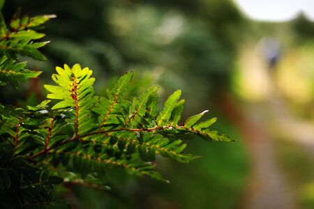 branch, leaf fern, side of the road, close up, person silhouette in the background, walking alone, nature, man and anture concept, conteplation, peacefulの写真素材