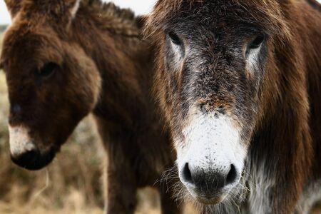closeup portrait of donkeys with dark long coats, Irish donkeys, Connemara, Galway, Irelandの写真素材