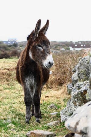 Irish donkey standing by a stone wall, stark Irish landscape from Connemara, Galway, Ireland, rain visible in the airの写真素材