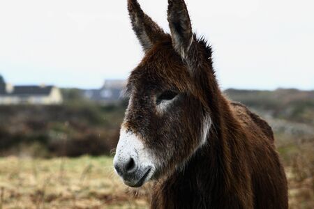 hairy Irish donkey standing in the stark ocean landscape in Connemara, Galway Ireland on a cold rainy dayの写真素材