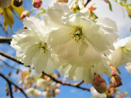 white cherry blossoms on a spring branch, blue sky backgroundの写真素材