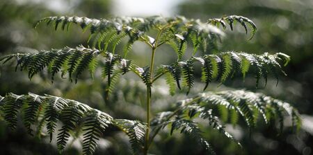 dark green fern plant in summer, bokeh backgroundの写真素材