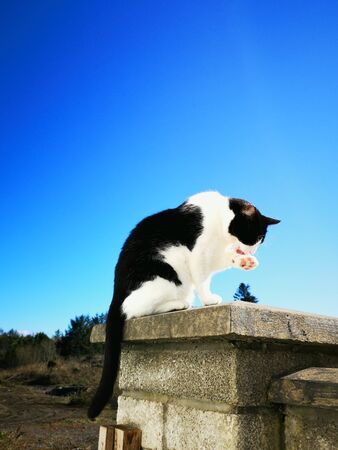 back and white cat sitting on a wall licking its paw, bright blue sky behind itの写真素材