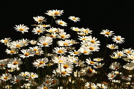 field of blossoming daisies in front of dark black background, strong contrasted lightの写真素材