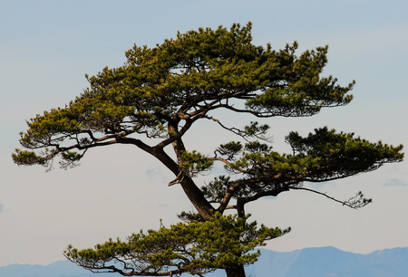 A manicured Pine tree near HayamaJapan with the Mt. Fuji foothills in the distance.の写真素材