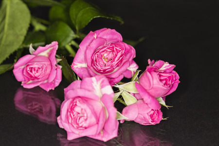 pink roses rosa bridal isolated on a reflective  black backgroundの写真素材