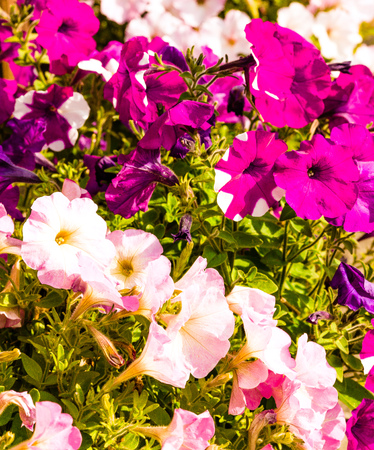 Colorful Petunias blooming in spring timeの写真素材