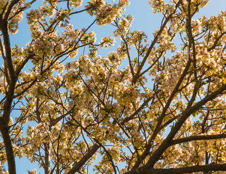 Japanese sakura, or cherry blossoms bloom against a pale blue sky.の写真素材