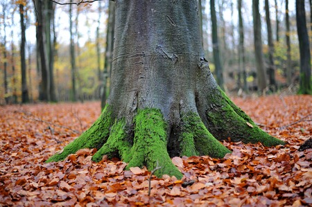 view inside of the autumn forestの写真素材