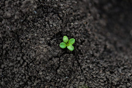 Young plant in the ground