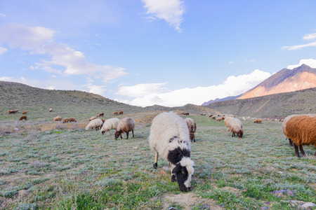 Sheep graze in the meadow in summerの写真素材