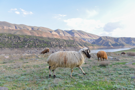 Sheep graze in the meadow in summerの写真素材
