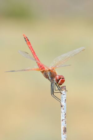 Dragonfly Sitting On A Stickの写真素材