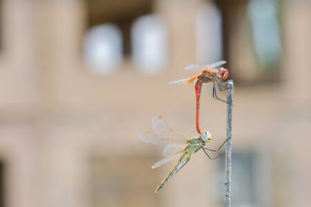 Dragonfly Sitting On A Stickの写真素材