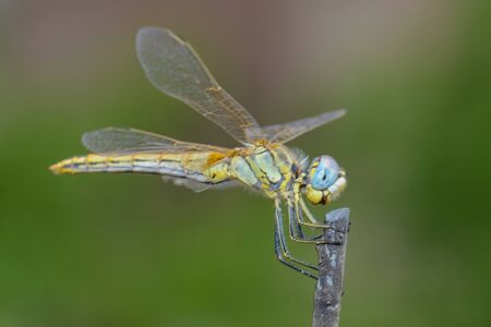 Dragonfly Sitting On A Stickの写真素材