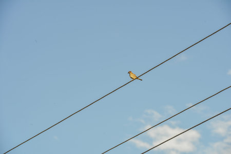 Sparrow sitting on a rope