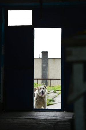 Portrait of a dog looking out the door of an abandoned buildingの写真素材