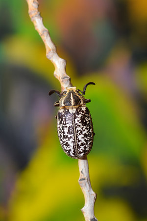 Polyphylla fullo, beetle on the strawの写真素材