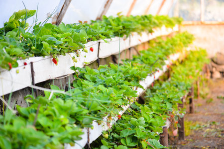 Strawberry growing in a hydroponic farm, selective focusの写真素材