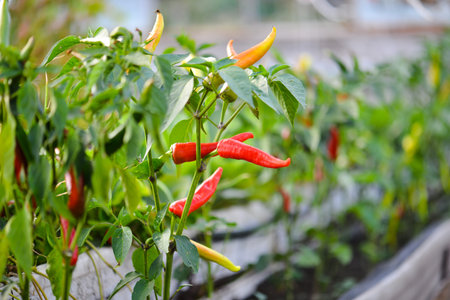 Red and yellow chilli peppers growing in a greenhouse in Thailand.