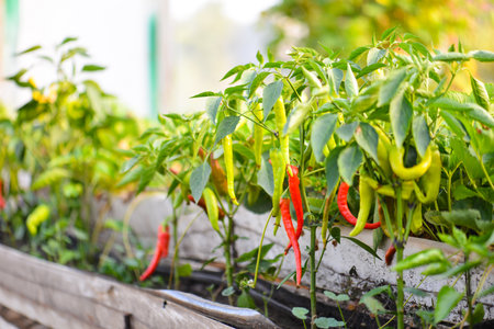 Pepper plant growing in a greenhouse. Selective focus, shallow depth of field.の写真素材