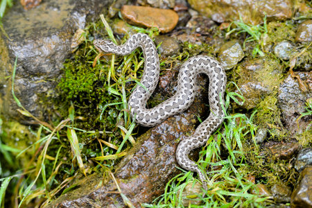 Vipera eriwanensis snake snake on a rock in the rainforest, close-upの写真素材