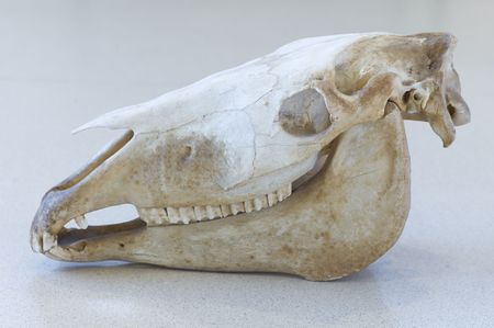 Skull of a horseの写真素材