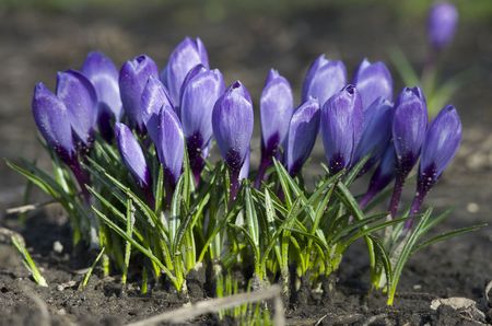 Purple Crocusの写真素材