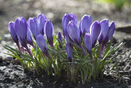 Purple Crocusの写真素材