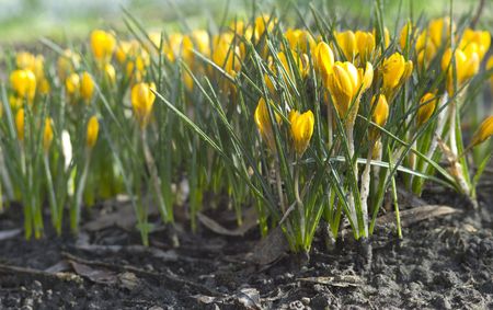 Yellow Crocusの写真素材